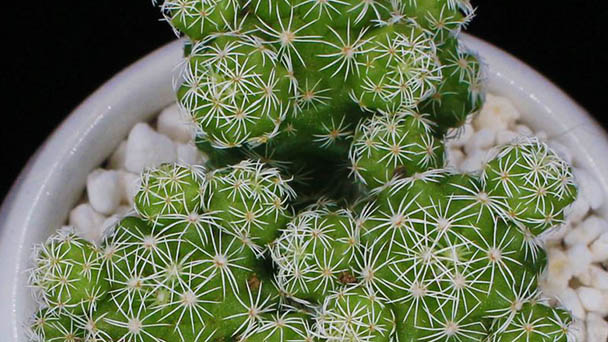Mammillaria Herrerae Profile