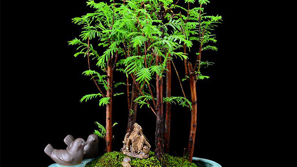 Metasequoia glyptostroboides bonsai cultivation method