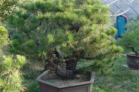 Metasequoia glyptostroboides bonsai