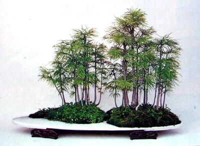 Metasequoia glyptostroboides bonsai