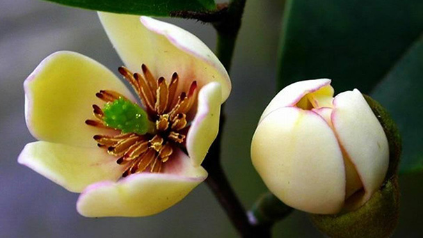 How to grow Michelia figo （Lour.）Spreng