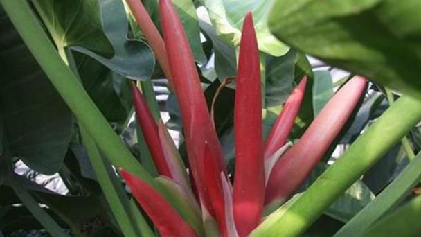 How to Grow Philodendron Erubescens - Plant Care & Propagation