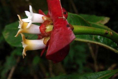 Psychotria elata