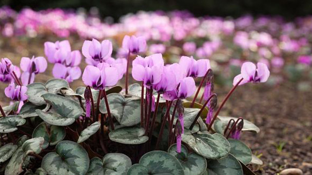 What is Cyclamen persicum Mill