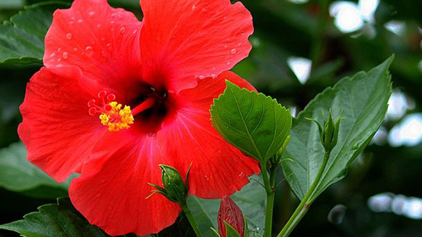 Hibiscus rosa-sinensis profile