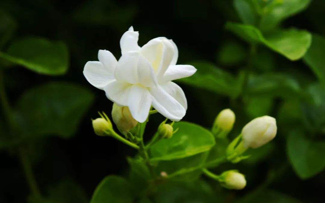 How to grow Jasminum sambac (L.) Ait