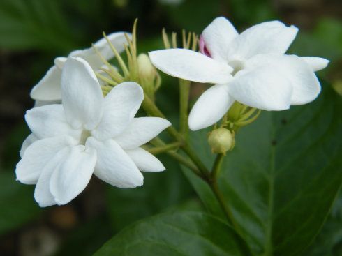 Jasminum sambac (L.)