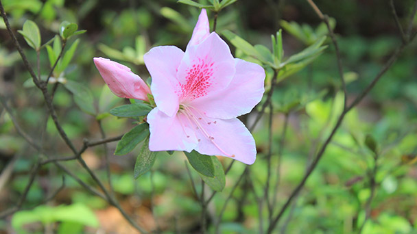 Rhododendron Simsii Plant Care & Growing Guide
