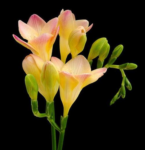 Artificial silk plants & flowers Freesia hybrida Klatt F50 