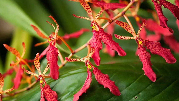 Renanthera coccinea: care & growing tips
