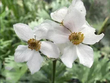 Anemone cathayensis Kitag