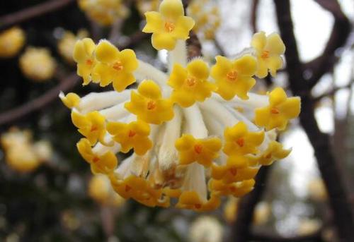 Edgeworthia chrysantha Lindl