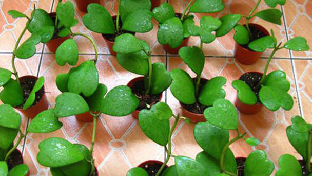 How to grow Hoya carnosa (L. f.) R. Br. var. marmorata Hort