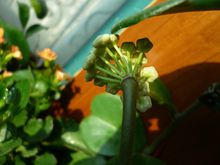 Hoya carnosa (L. f.) R. Br. var. marmorata