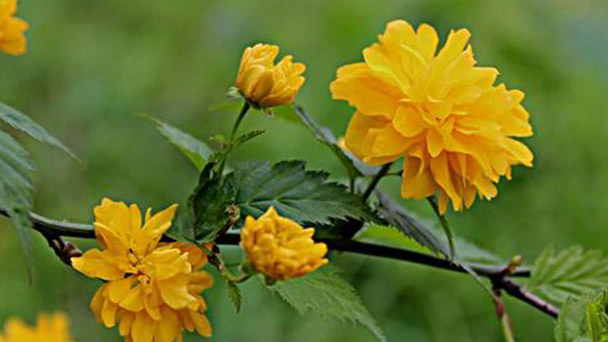 How to grow Kerria japonica (L.) DC