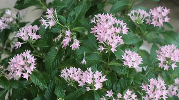 Cultivation methods and precautions of Pentas lanceolata (Forsk.) K. Schum