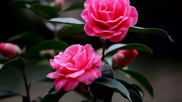 Camellia japonica L profile