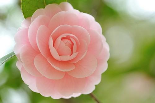 Camellia japonica L