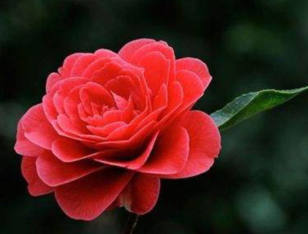 Camellia japonica L