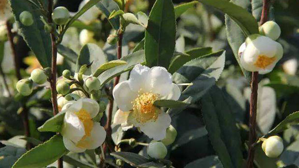 How to grow Camellia sinensis (Linn.) O. Kuntze