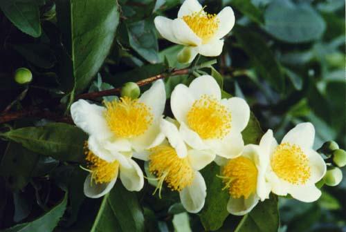 Camellia sinensis (Linn.) O. Kuntze