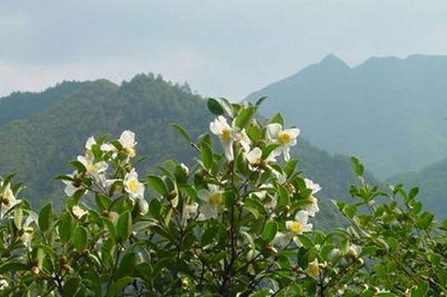 Camellia sinensis (Linn.) O. Kuntze