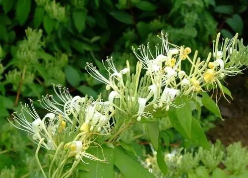 Lonicera japonica Thunb