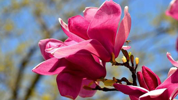 How to grow Magnolia liliflora Desr