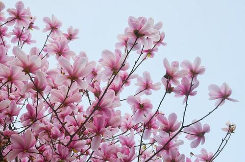 Magnolia liliflora Desr