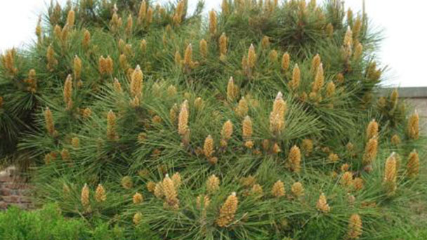 Pinus massoniana Lamb profile