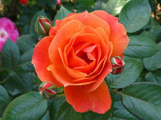 Rosa chinensis Jacq