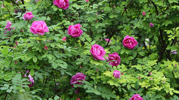 How to grow Rose