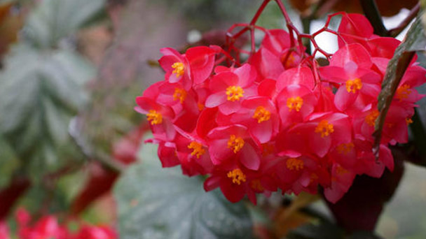 Begonia cucullata Willd profile