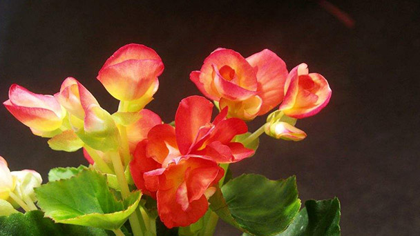 Begonia Cucullata Willd Care & Growing Guide