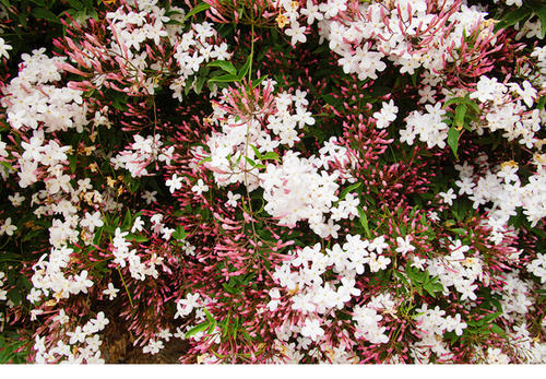 How to grow Jasminum polyanthum in winter