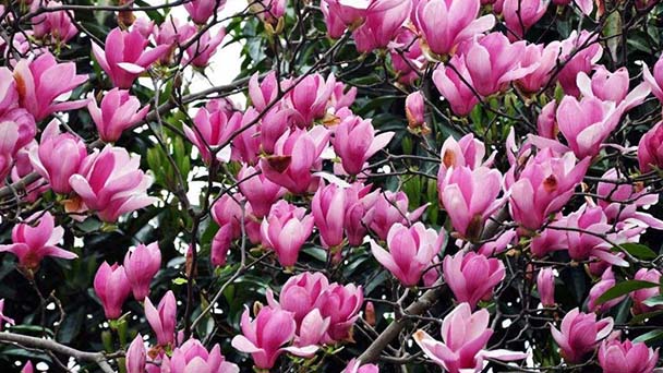 How to grow Magnolia liliiflora