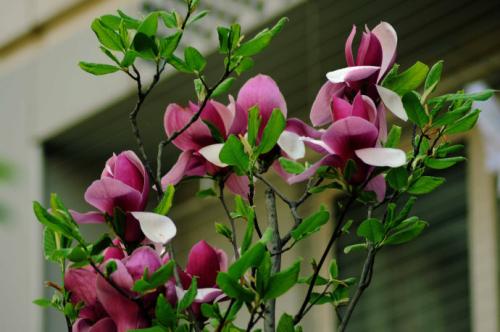 Magnolia Liliiflora