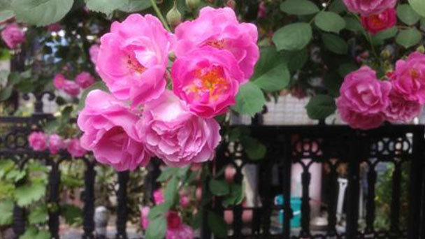 How to grow Rosa Multiflora