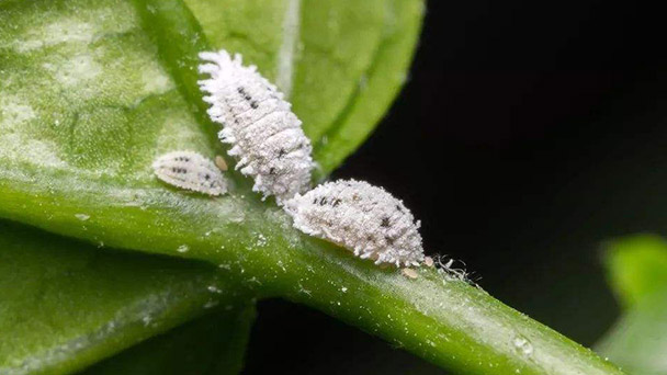 What to do if the flower grows white aphid