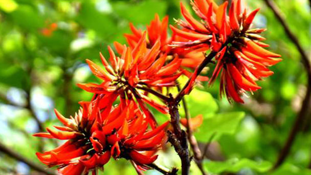 The breeding methods and precautions of Erythrina corallodendron