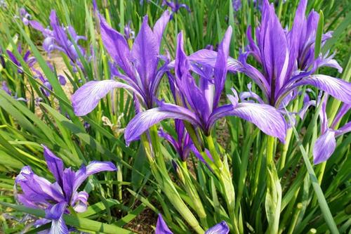 Iris lactea var. chinensis,