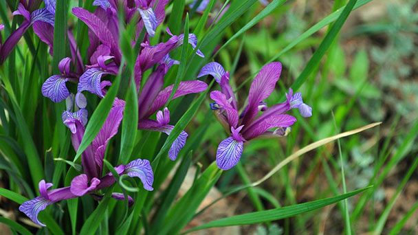 The breeding methods and precautions of Iris lactea var. chinensis