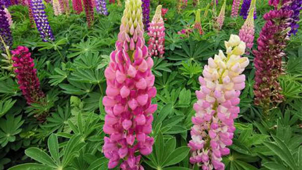 Propagation and Care for Lupinus micranthus Guss