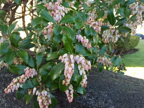 The breeding methods and precautions of Pieris japonica (Thunb.) D. Don ex G. Don