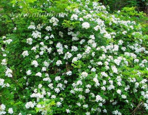 Rubus rosifolius var. Coronarius (Sims) Focke