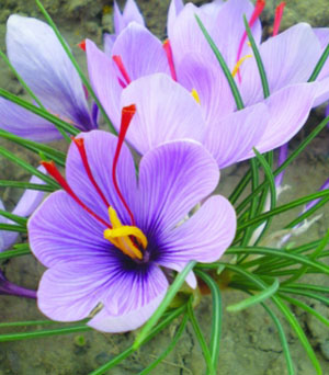Crocus sativus L