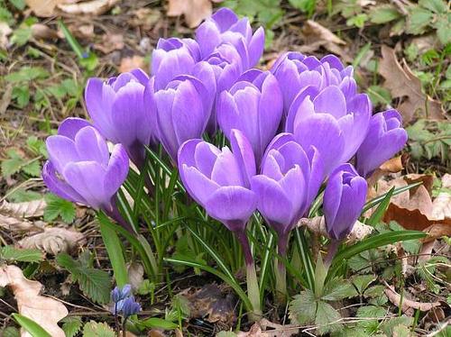 Crocus sativus L