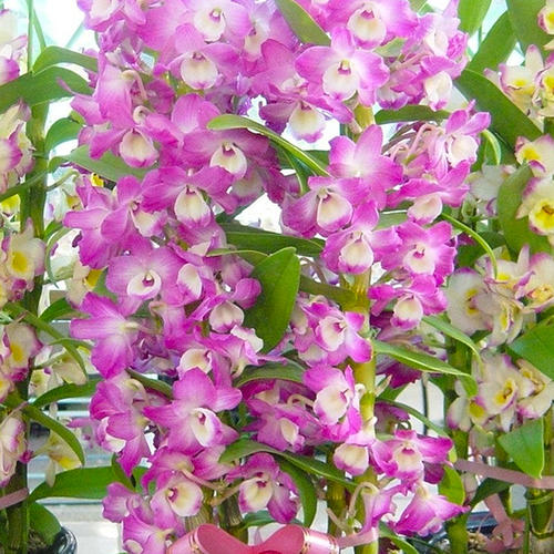 Dendrobium Primulinum