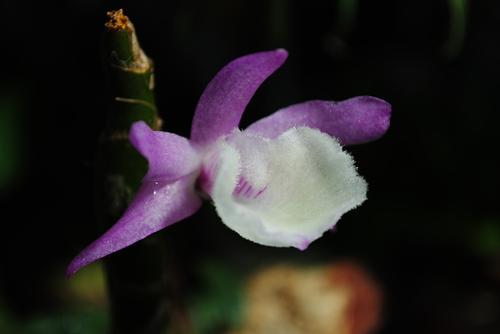 Dendrobium Primulinum