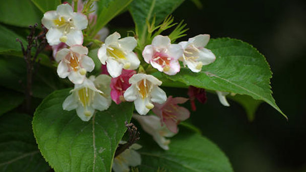 The breeding methods and precautions of Primula poissonii
